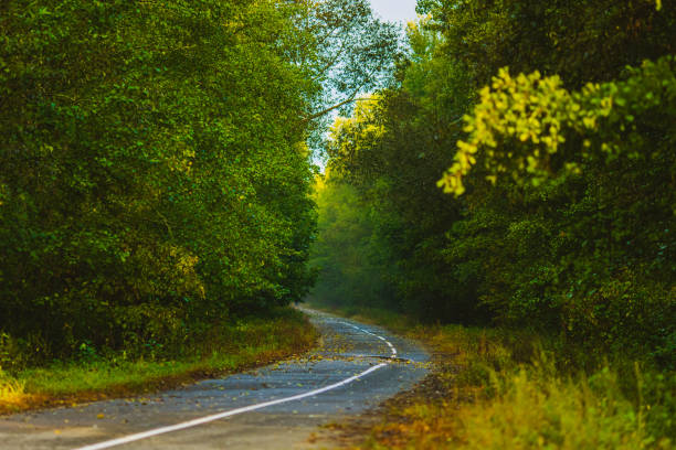 Wet road covered with autumn leaves. Puddle on asphalt