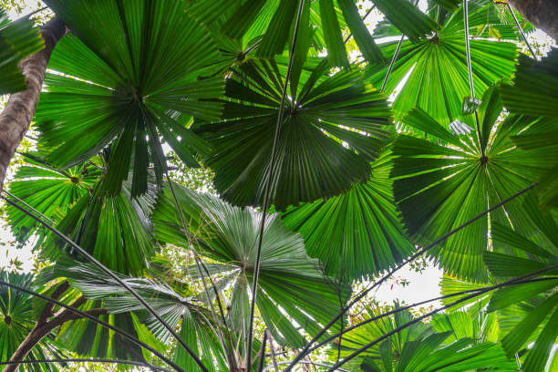 istock Palm trees in tropical rainforest in Daintree River National Park in Queensland, Australia. 2172457708