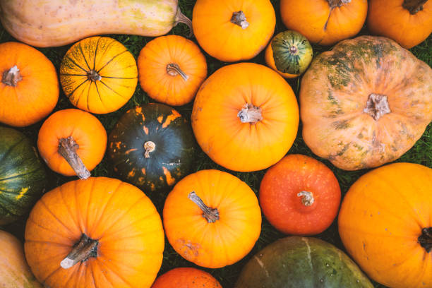 istock Different kind of pumpkins closeup 2172458579