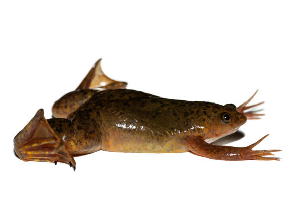 istock Common Platanna, also known as the African Clawed Frog (Xenopus laevis) 2172460205