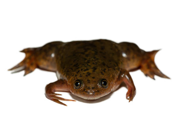 Young amphibians swimming in a puddle