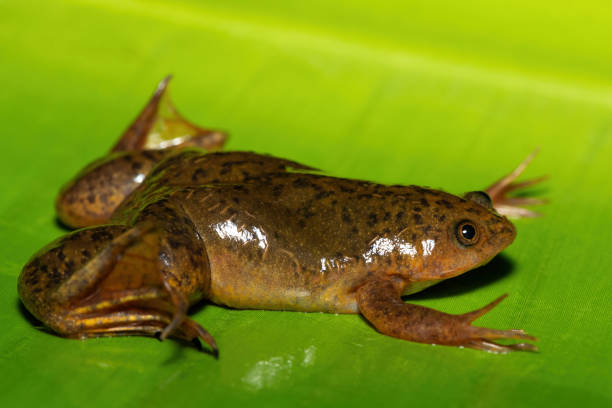 istock Common Platanna, also known as the African Clawed Frog (Xenopus laevis) 2172460385