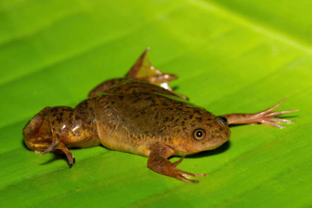 istock Common Platanna, also known as the African Clawed Frog (Xenopus laevis) 2172460395