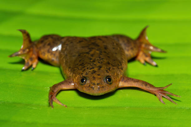 istock Common Platanna, also known as the African Clawed Frog (Xenopus laevis) 2172460396