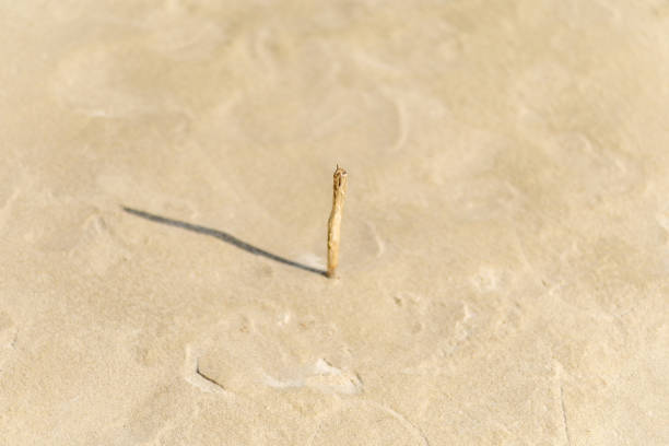A solitary stick stands upright on a sandy beach, its shadow stretching across the light surface, highlighting a moment of simplicity in nature.
