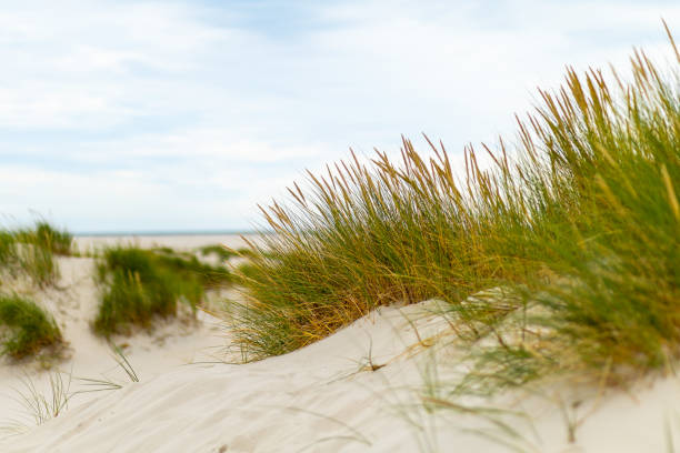 istock Lush beach grass swaying gently on sandy dunes at a tranquil coastal area during a cloudy day 2172465346