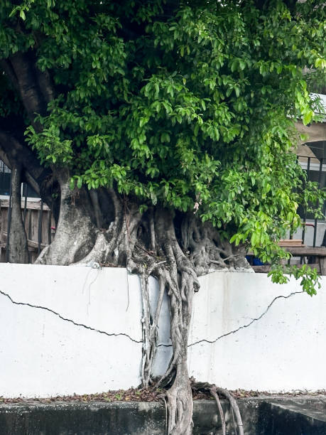 Stock photo highlights the invasive power of fig ficus tree roots, causing severe structural damage to a wall. The roots penetrate deep into the foundation, creating noticeable cracks and compromising the wall's integrity