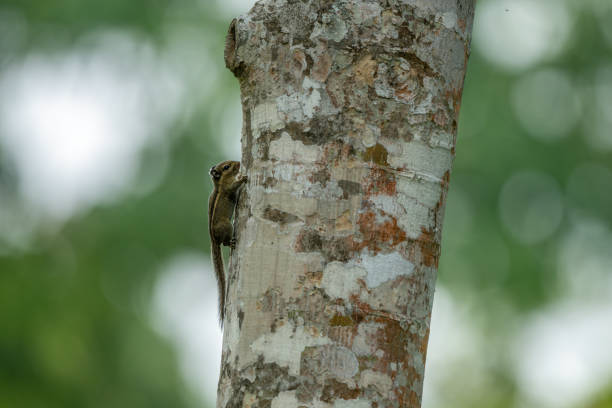 Side profile image of a Himalayan striped squirrel (Tamiops mcclellandii)  foraging on a tree trunk at Manas National Park, Assam, India