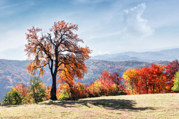 Autumn landscape