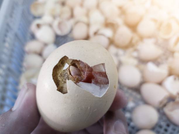 istock Check and analyze eggs that are too late to hatch or are in a piping egg condition. 2172475633