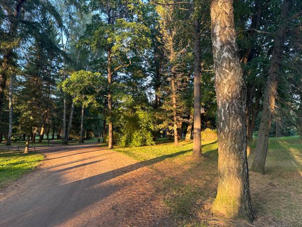 istock Boulognerskogen City Park 2172476662