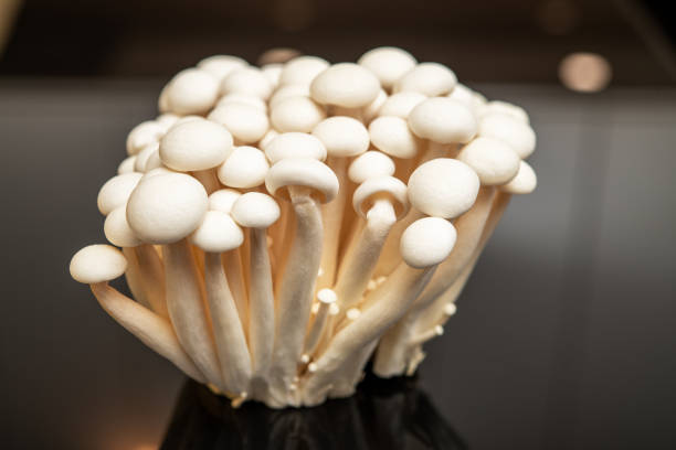 istock Fresh Enoki Mushrooms Cluster on a Dark Background - Vibrant Culinary Ingredient for Asian Cuisine Recipes and Gourmet Dishes Featuring Unique Texture and Flavor 2172477898