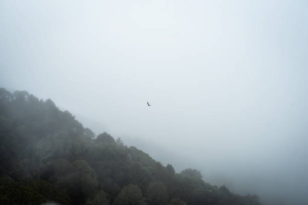 istock Snow day in the Barrington Tops 2172477965