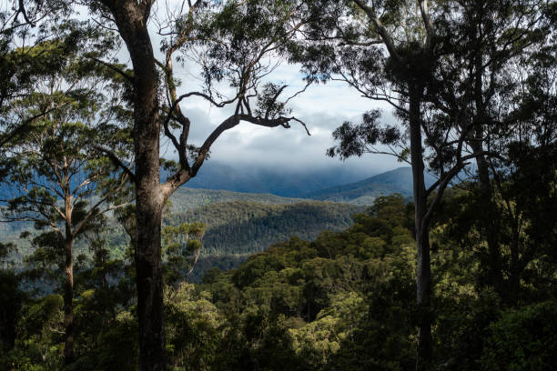 istock Snow day in the Barrington Tops 2172478245