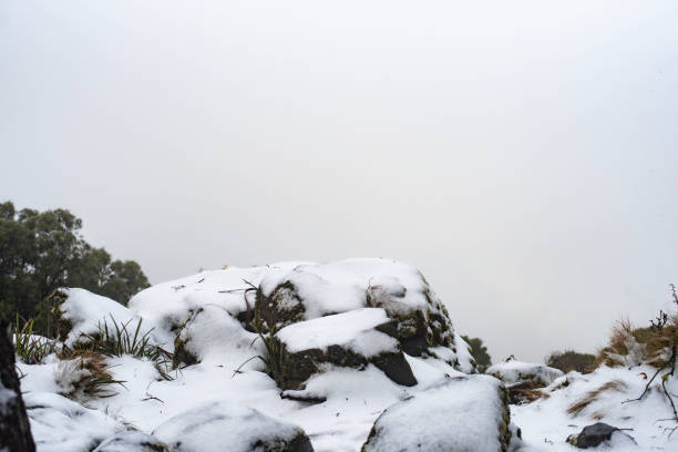 Lava stones covered by layer of an ice, together with a mountain plants. Cold snowy morning in Teide National Park, Tenerife, Canary Islands,Spain. Travel concept.