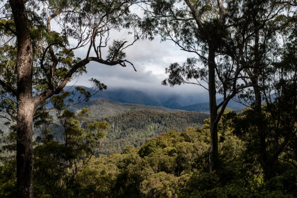 istock Snow day in the Barrington Tops 2172478331