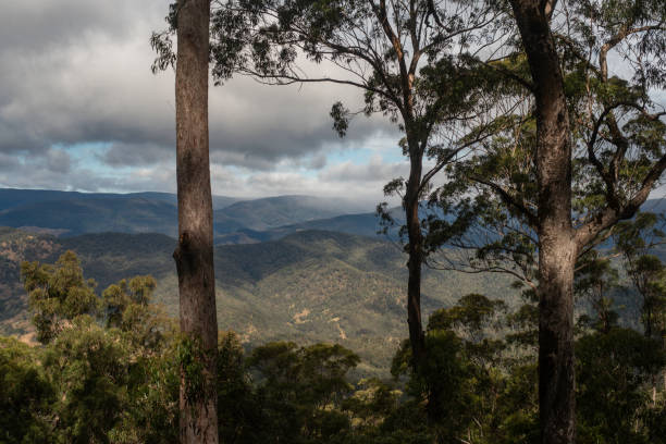 istock Snow day in the Barrington Tops 2172478349