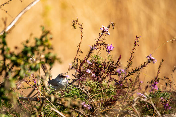 istock Female Fairy Wren 2172478473