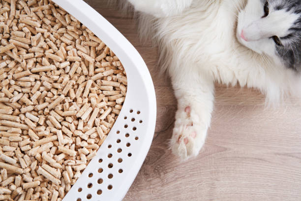 istock Cat next to a litter box filled with pellets 2172478914