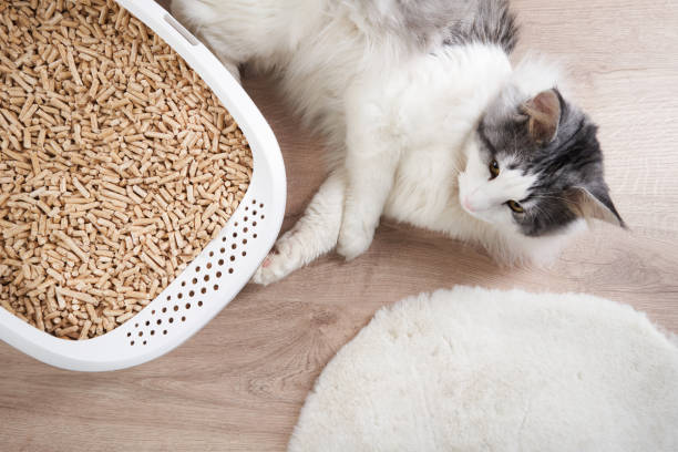Cat resting near a litter box with wood pellets