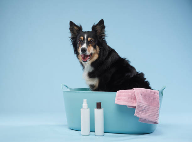 istock Dog in a bath with grooming products 2172478960