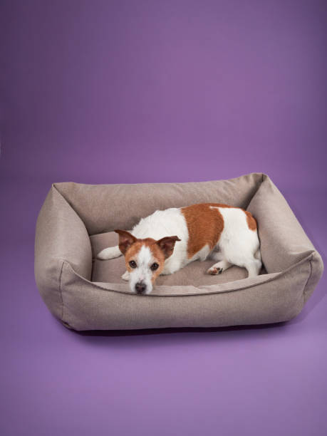 istock Jack Russell Terrier lying in a dog bed 2172478998