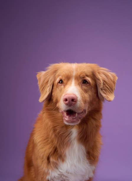 istock Nova Scotia Duck Tolling Retriever portrait 2172479016