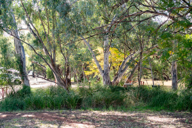 istock trees along the backs of a river 2172480190