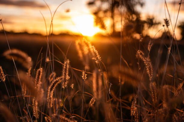 istock sunset over the grassland in outback Australia 2172480374