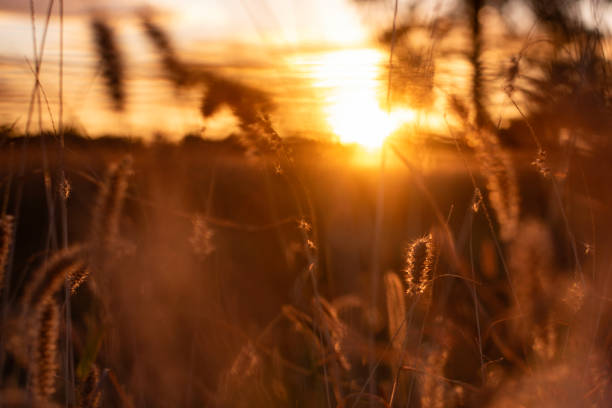 istock sunset over the grassland in outback Australia 2172480375