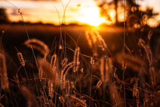 istock sunset over the grassland in outback Australia 2172480450