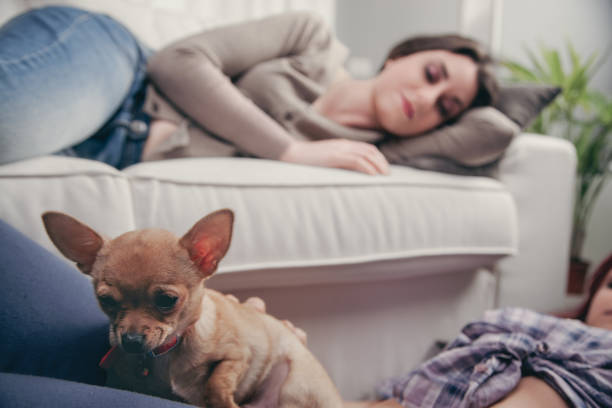 istock Small dog sitting with woman relaxing on sofa in background 2172480513