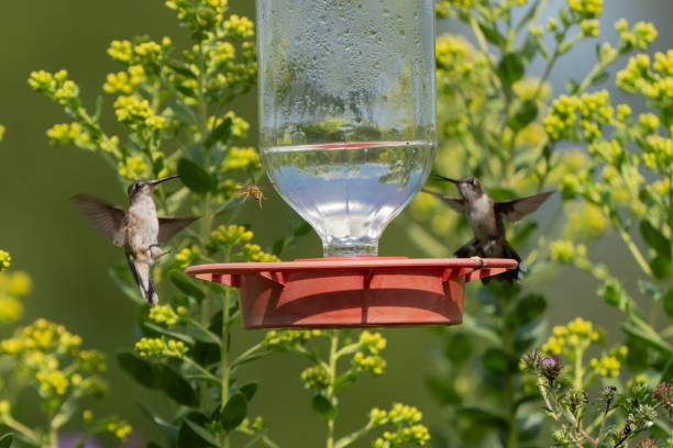 istock Hummingbirds at Feeder Early Autumn 2172481371