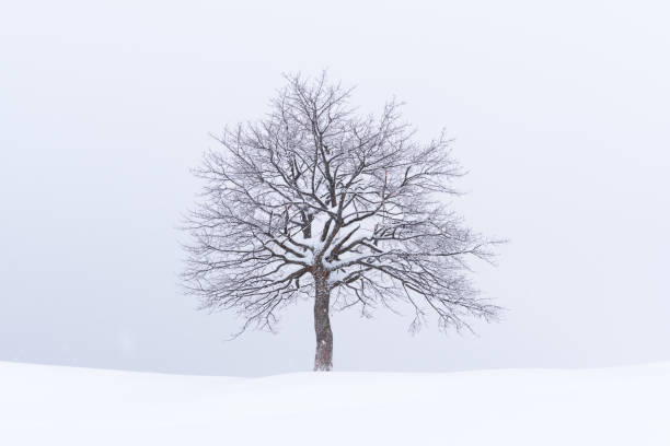 istock Minimalistic landscape with a lonely naked snowy tree 2172481938