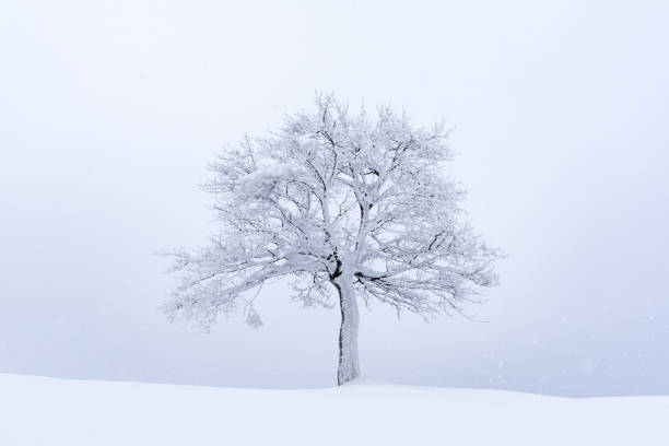 Black and White monochrome snow covered tree against a ice icy frozen lake.  