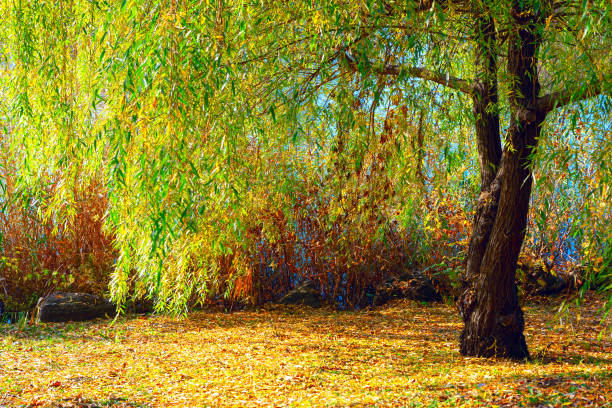 Willow with autumn leaves by the river. Season perfect for enjoying nature and quiet moments