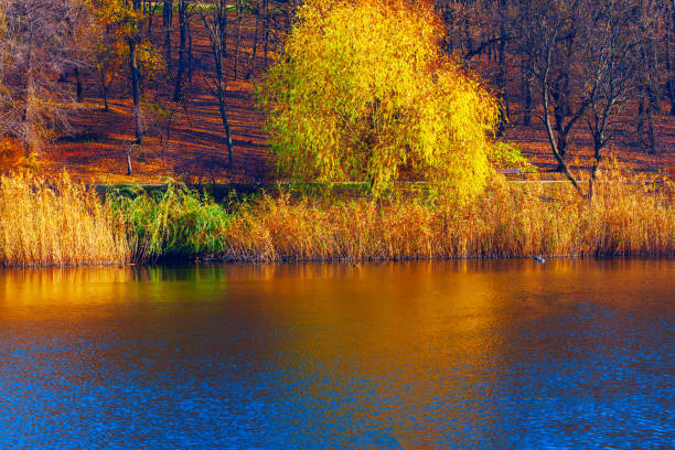 Beautiful autumn scene with a lake and trees. Reflection of fall park in the lake water. Pond in a city park in autumn