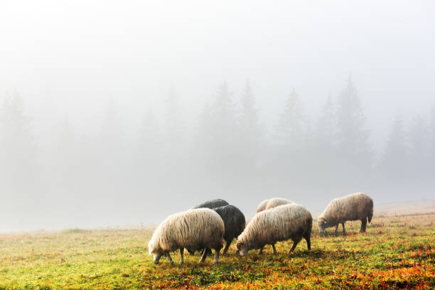 Herd of sheeps in foggy autumn mountains. Pine forest on background. Carpathians, Ukraine, Europe. Landscape photography