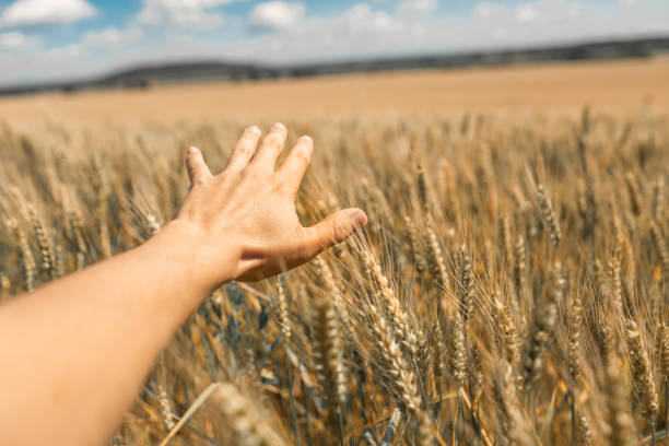 Person walking through field and touching wheat.