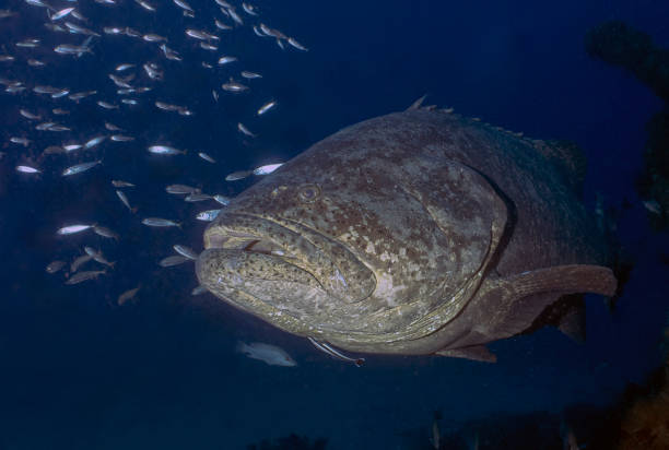 The Giant grouper fish in aquarium
