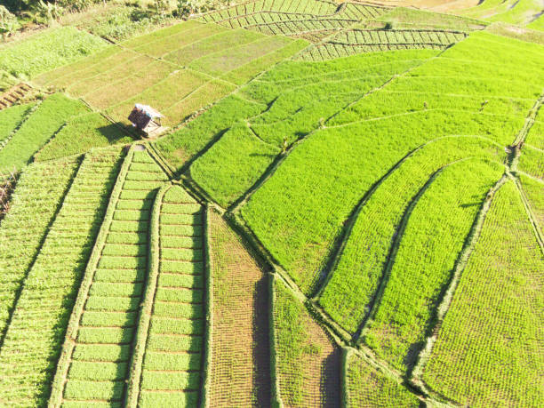 istock Landscape Hut in the middle of terraced rice fields 2172485241