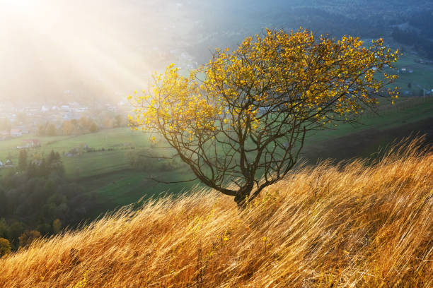 Picturesque autumn mountains with yellow grass and orange tree in the Carpathian mountains, Ukraine. Landscape photography