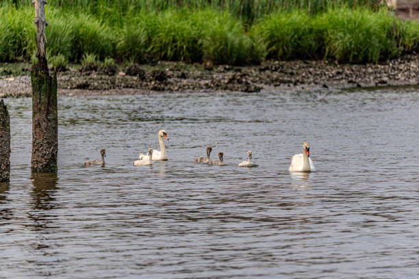 The image captures a family of swans, consisting of two adults and four cygnets, gracefully swimming in a river. The backdrop features lush greenery and a muddy riverbank, contributing to the tranquil and natural setting. This scene is interesting as it showcases the beauty of wildlife in their natural habitat and the familial bond among swans.