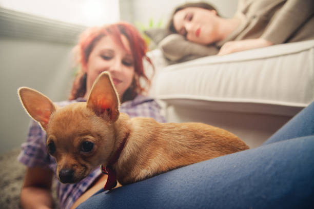 istock Small dog relaxing on woman's lap while her friend is sleeping 2172489766
