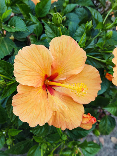 istock Hibiscus bushes with orange flowers close up . 2172489982