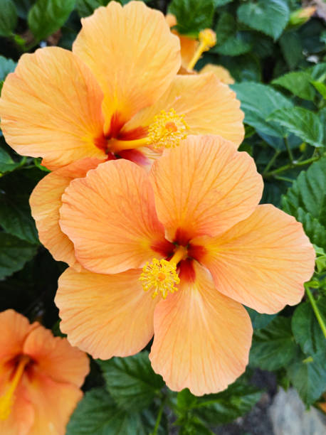istock Hibiscus bushes with orange flowers close up . 2172489987