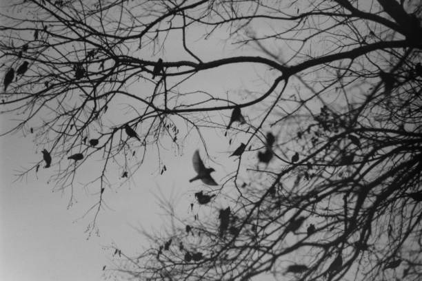 A 35mm film photograph of birds in winter flying out of a tree