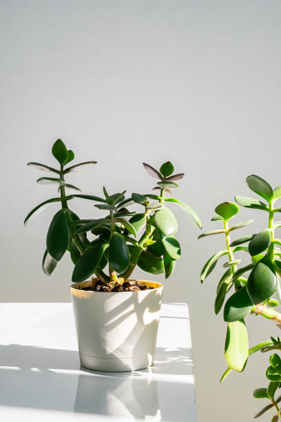 istock Money tree succulent plant on white shelf in natural sunlight. 2172490253