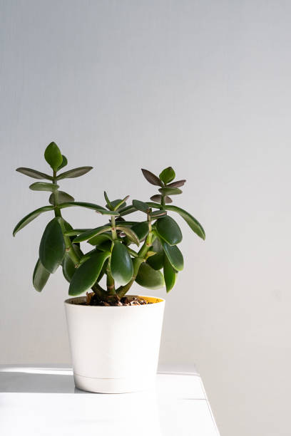 istock Money tree succulent plant on white shelf in natural sunlight. 2172490286