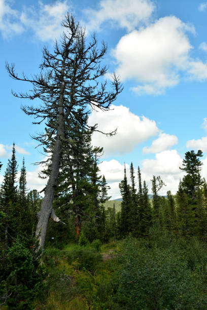 istock A tall, balding old cedar in a wide clearing in a mountain valley on a cloudy summer day. 2172494204